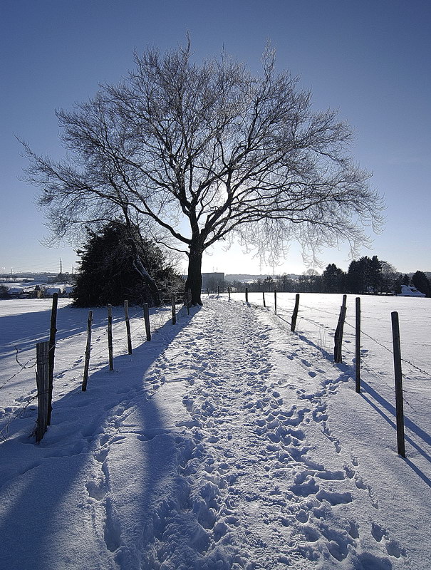 Winter _DSC3327 Kopie.jpg